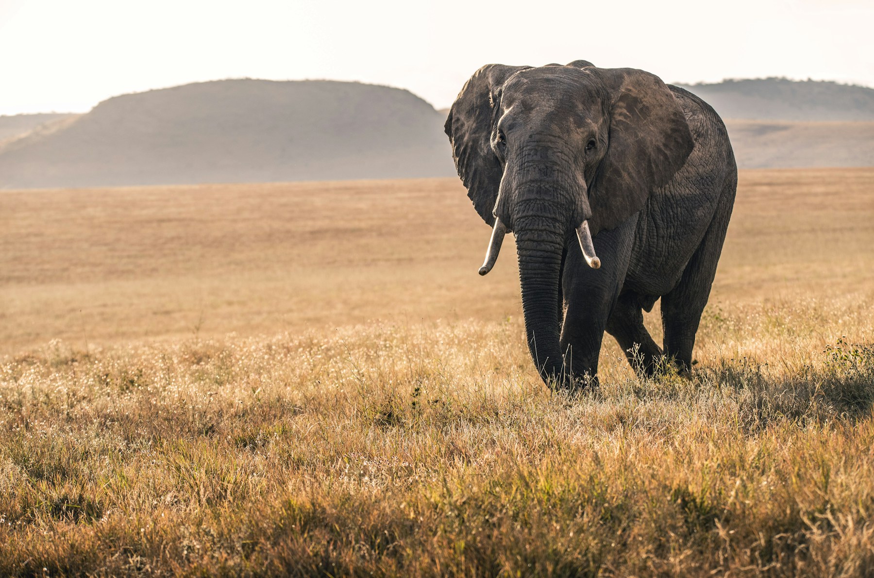 Elefant in der kenianischen Savanne im warmen Morgenlicht